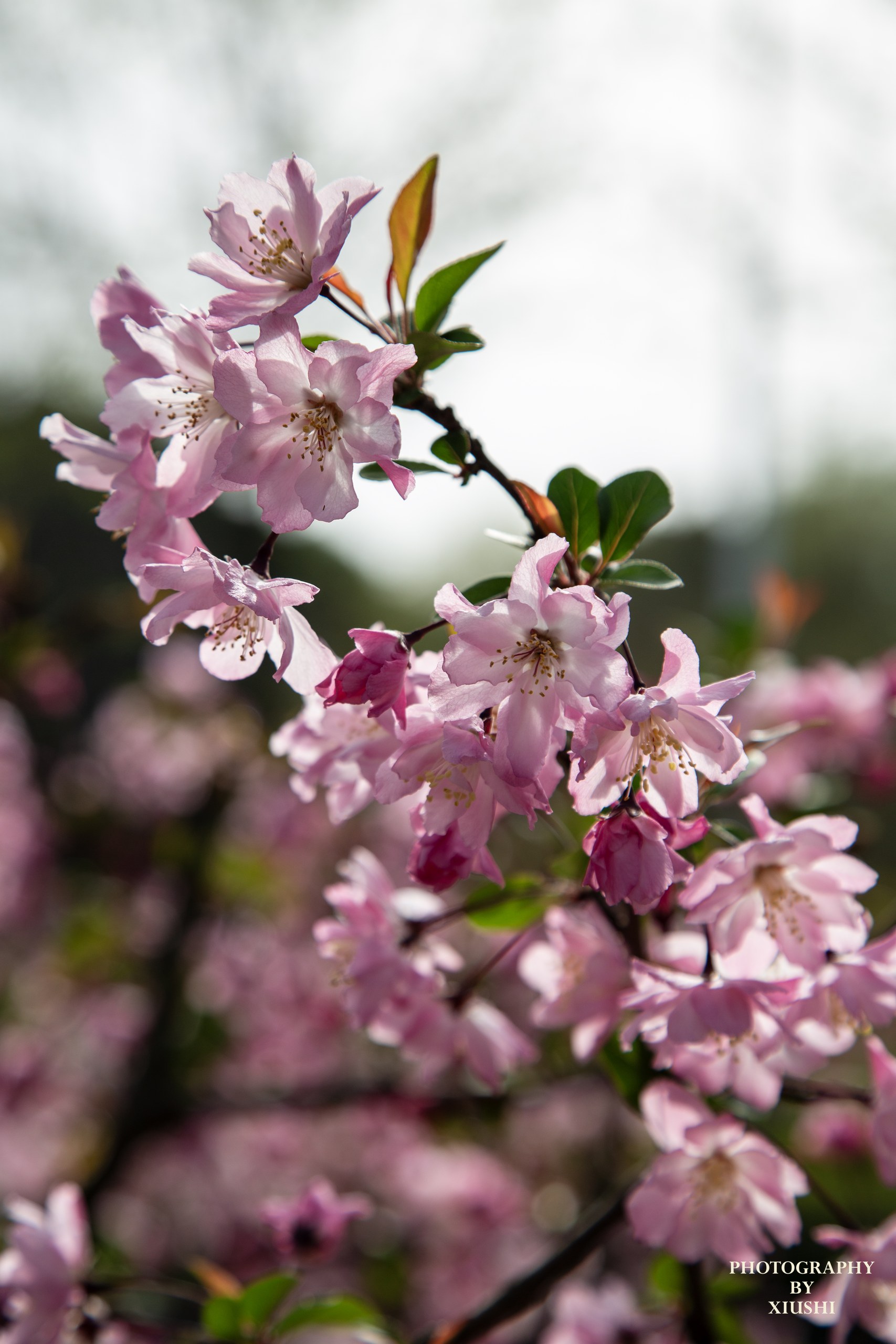 Campus in Spring 4